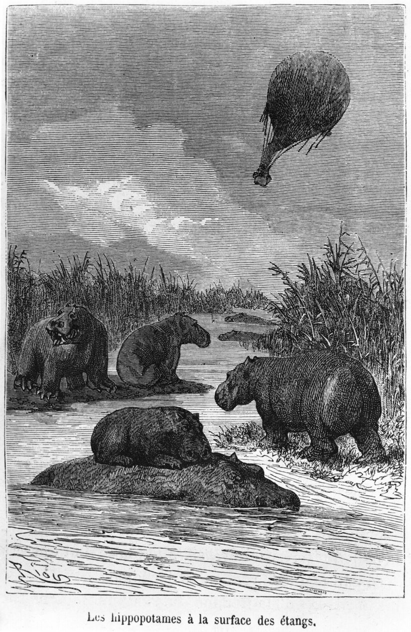 A víziló, illusztrációja Jules Verne (1828-1905) „Öt hét léggömbben” című művéből, Paris, Hetzel alkotó: Edouard Riou