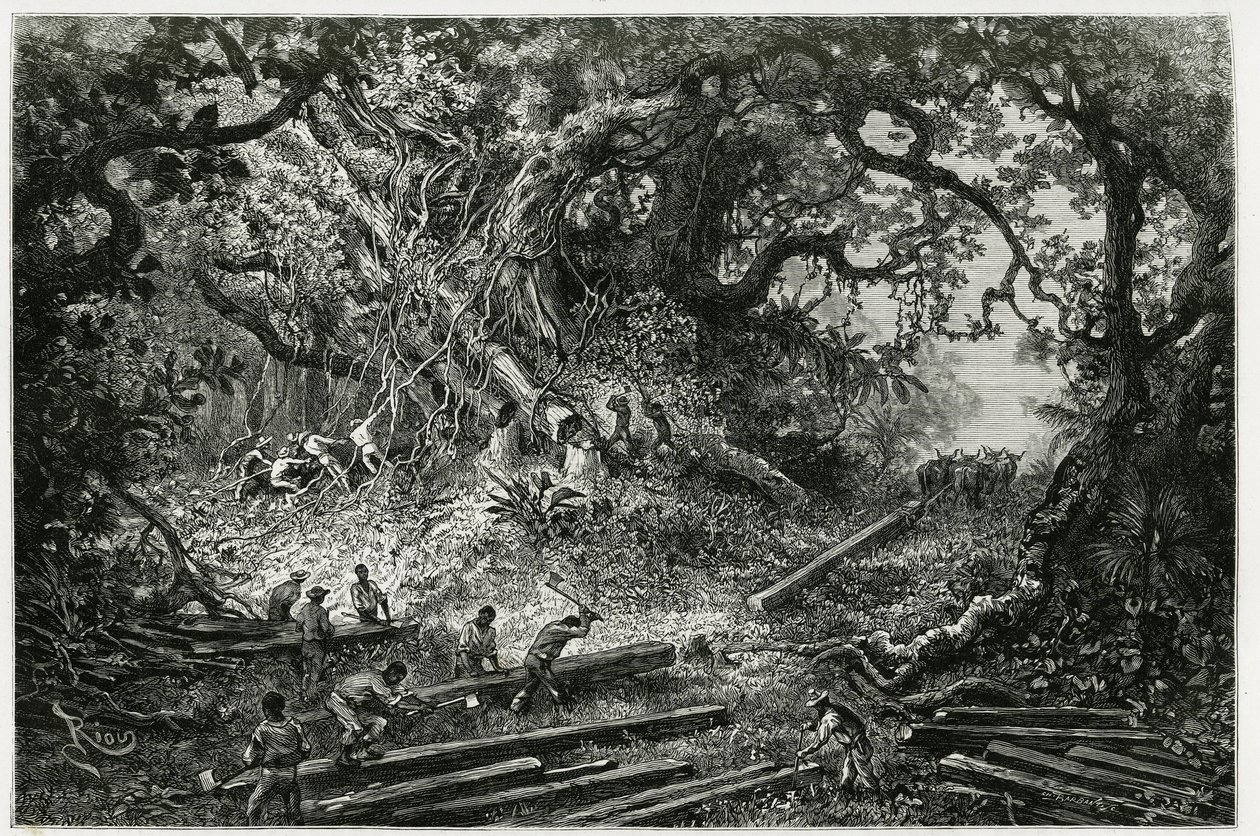 A mahagóni kitermelése az Andok erdeiben. Riou metszete a „Utazás Yucatanba és a Lacandonok földjére” című történetének illusztrálására 1882-ben, Desire Charnay (1828-1915) régész és fotós műve. Megjelent a Tour du monde nou alkotó: Edouard Riou