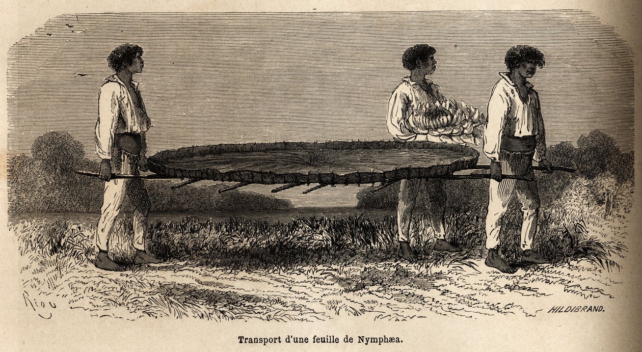 Nymfea levél és virág szállítása a Nuna-tóból (perou), mintarezervátum a P. Marcoy herbáriumban. Riou rajza a Csendes-óceántól az Atlanti-óceánig vezető utazás szemléltetésére alkotó: Edouard Riou