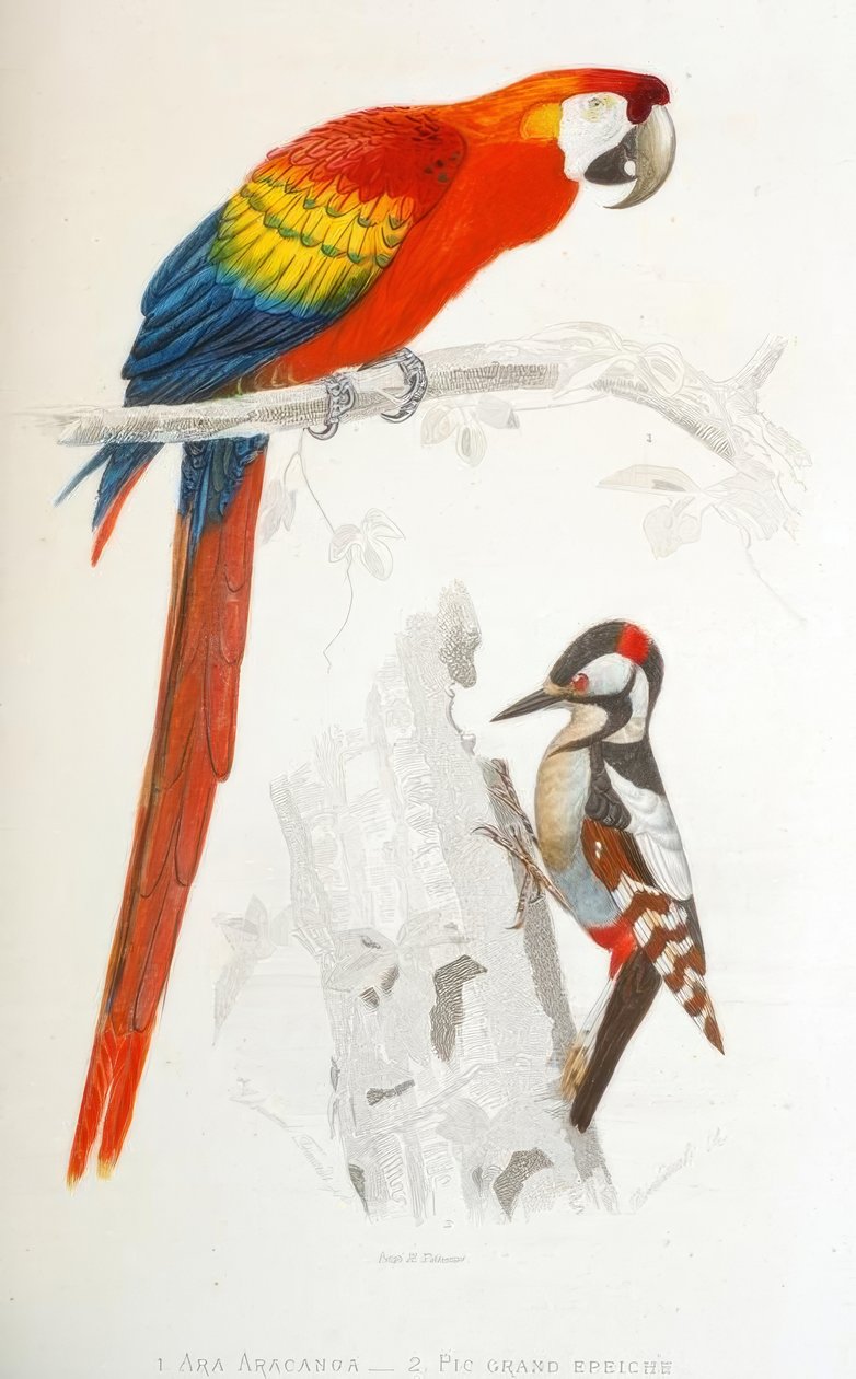 1. Ara Aracanga. 2. Pic grand epeiche alkotó: Edouard Travies
