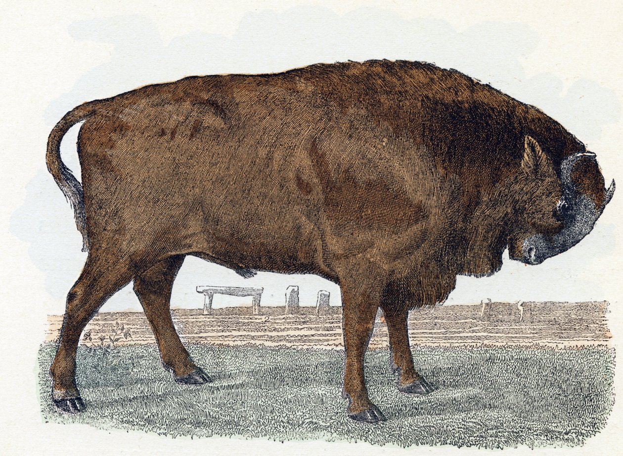 Aurochs (urauch vagy auroch) - "Az ábécé állatokat ábrázol" 19. század (metszet) alkotó: Edouard Travies