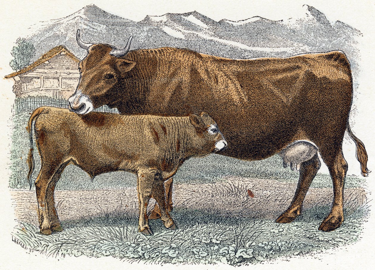 Borjú tehén - "Az ábécé állatokat ábrázol" 19. század (metszet) alkotó: Edouard Travies