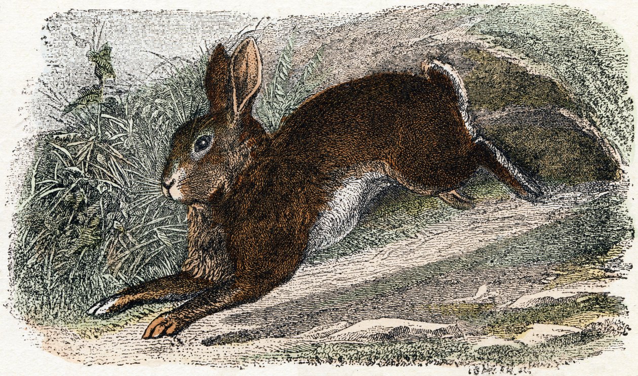 Garenne nyúl- „Az ábécé állatokat illusztrál” 19. század (metszet) alkotó: Edouard Travies