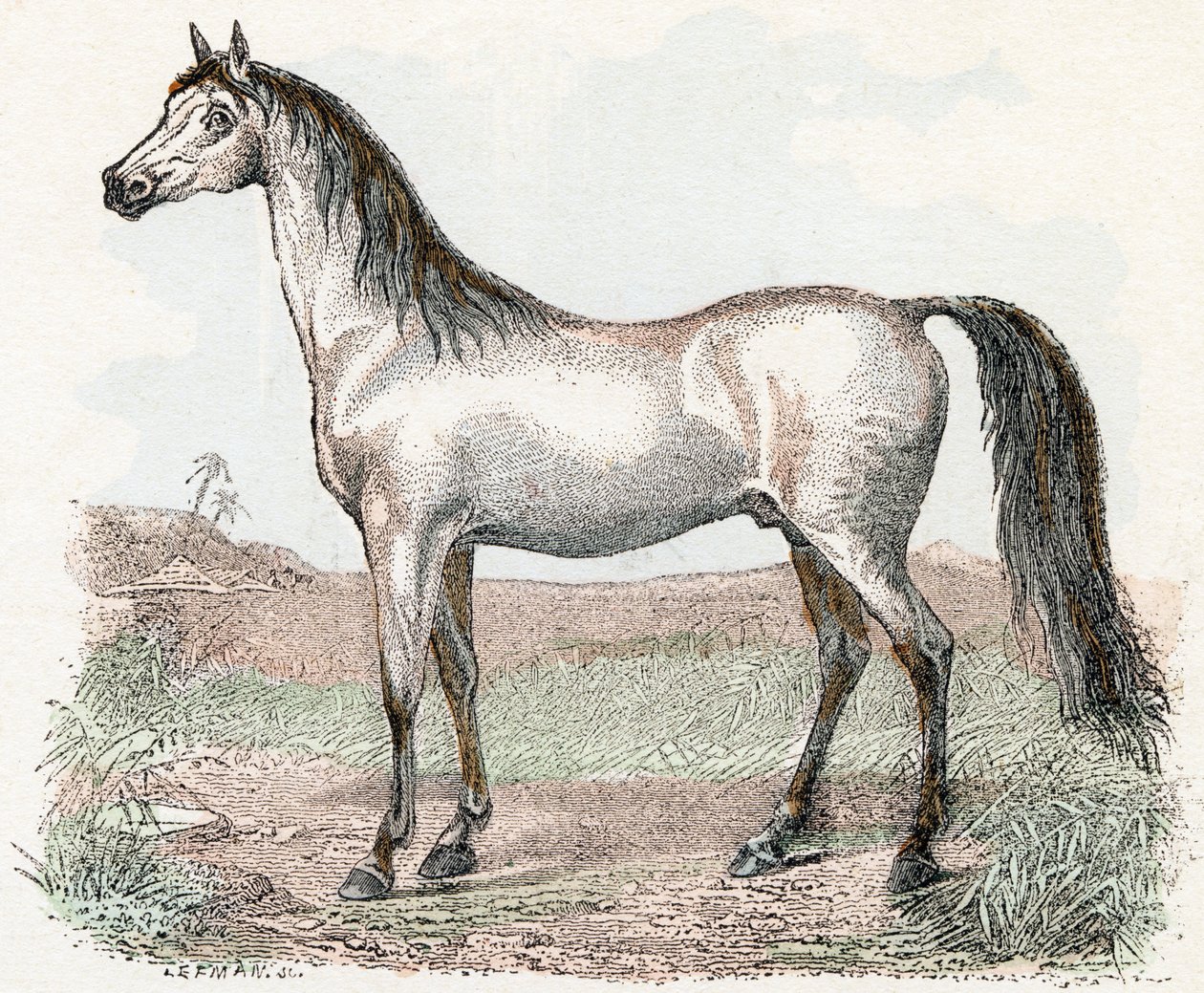 Ló- „Az ábécé állatokat ábrázol” 19. század (metszet) alkotó: Edouard Travies
