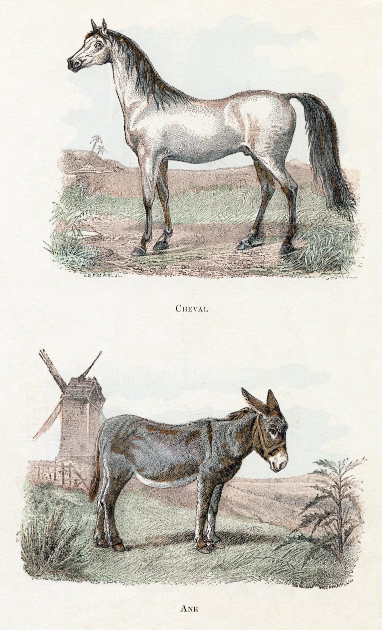Ló és szamár- „Az ábécé állatokat ábrázol” 19. század (metszet) alkotó: Edouard Travies