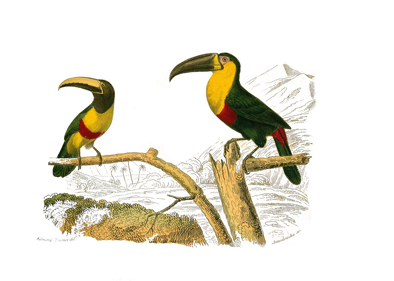 Természettudományi Testület: A hegymászókat képviselő állattani tábla. A grigri aracari és a sárgatorkú tukán. Georges Louis Leclerc természettudós, Buffon grófja (170 alkotó: Edouard Travies