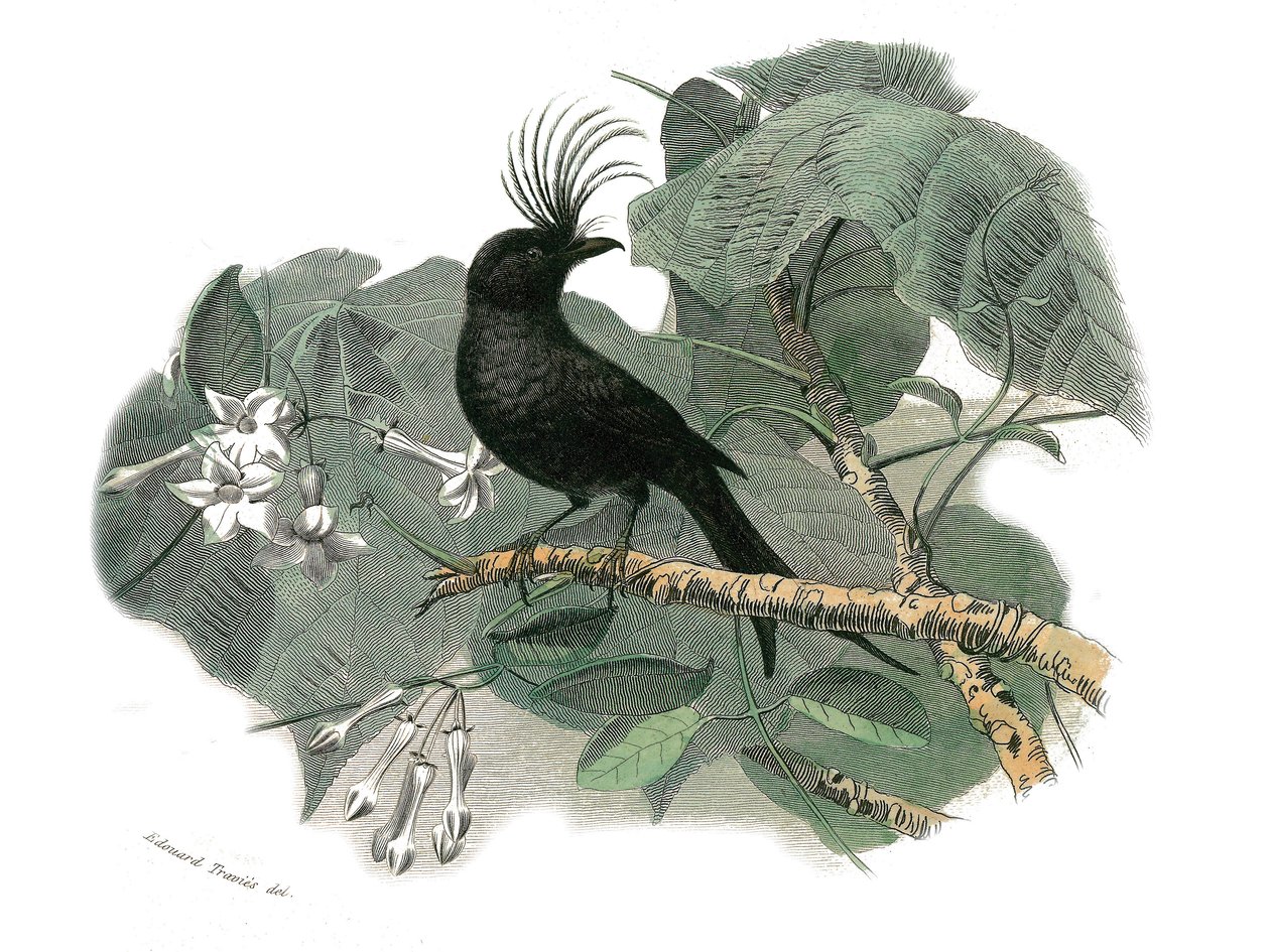 Természettudományi tábla: Zoológiai tábla, amely a fogazatú verébféléket ábrázolja (echancre). A drongó. Georges Louis Leclerc természettudós, Buffon grófja (1707-1788) „” Buffon munkái teljes”” madarakról szóló kilenc kötetéből készült tábla alkotó: Edouard Travies