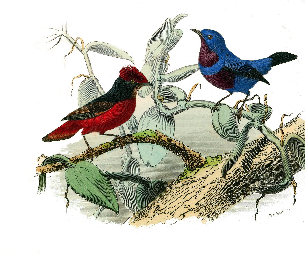 Természettudományi tábla: Zoológiai tábla, amely a fogazatú verébféléket ábrázolja (echancre). Az Ouette és a kék zsinór. Georges Louis Leclerc természettudós, a „Buffon munkái befejezett munkái”” kilenc madarakkal foglalkozó kötetéből készült tábla. alkotó: Edouard Travies