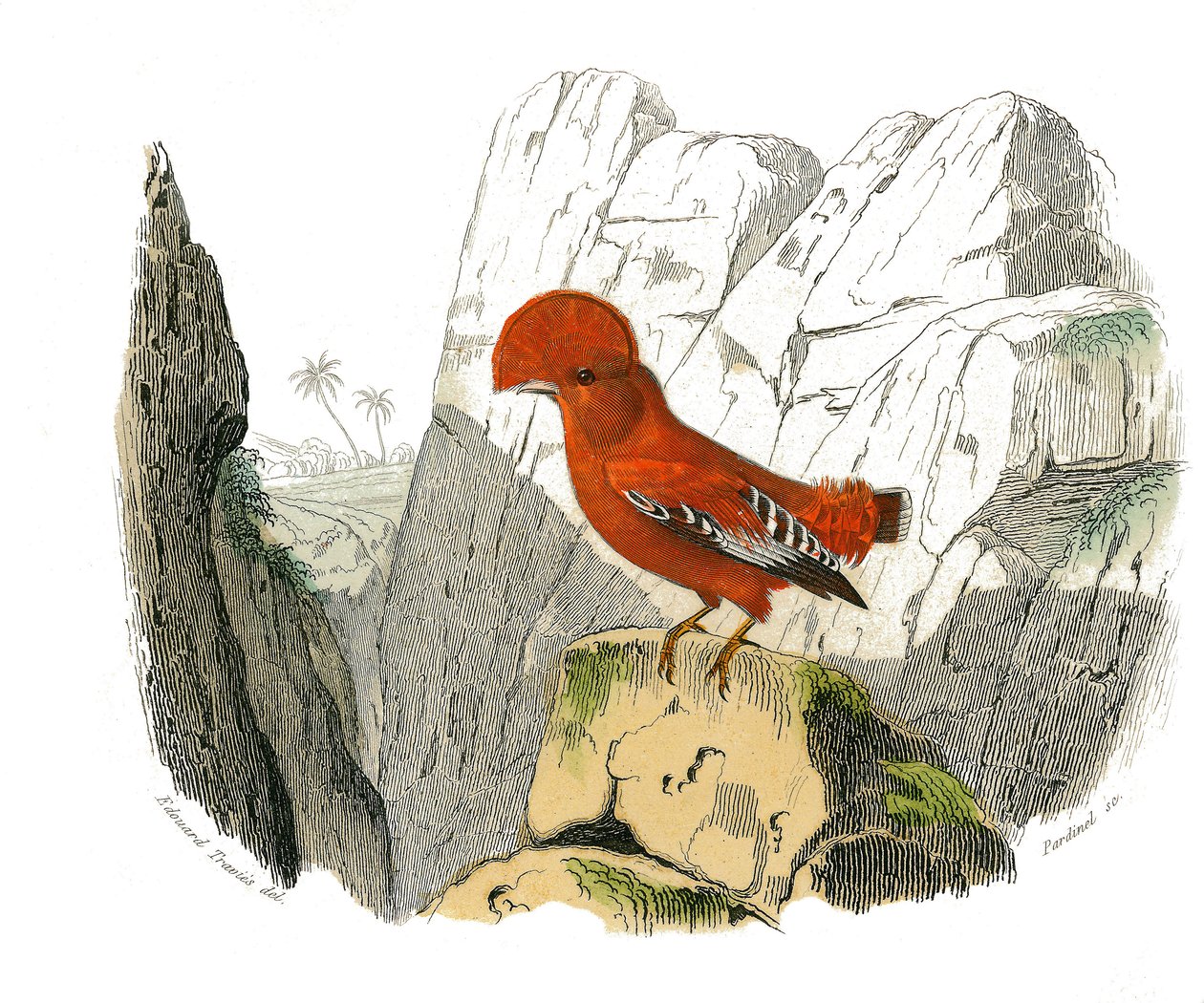 Természettudományi tábla: Zoológiai tábla, amely a fogazatú verébféléket ábrázolja (echancre). A kakas. Georges Louis Leclerc természettudós, Buffon grófja (1707-1788) „” Buffon munkái teljes”” madarakkal foglalkozó kilenc kötetéből készült tábla. alkotó: Edouard Travies