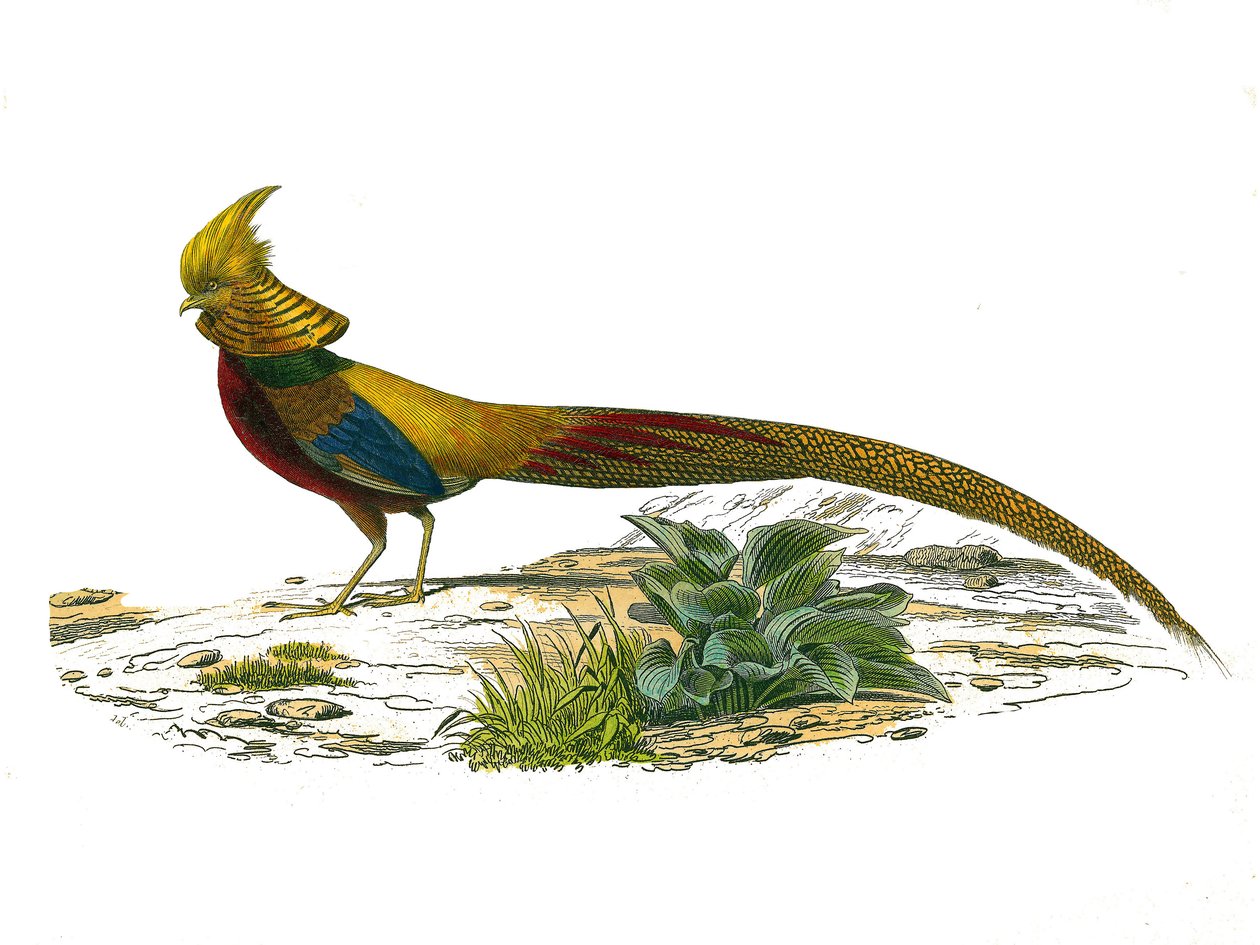 Természettudományi tábla: Állattani tábla, amely a gallinacsokat ábrázolja: a kínai dore fácán. Georges Louis Leclerc természettudós, Buffon grófja (1707-1788) által 1749 között írt „Buffon munkái”” kilenc madarakkal foglalkozó kötetéből készült tábla. alkotó: Edouard Travies
