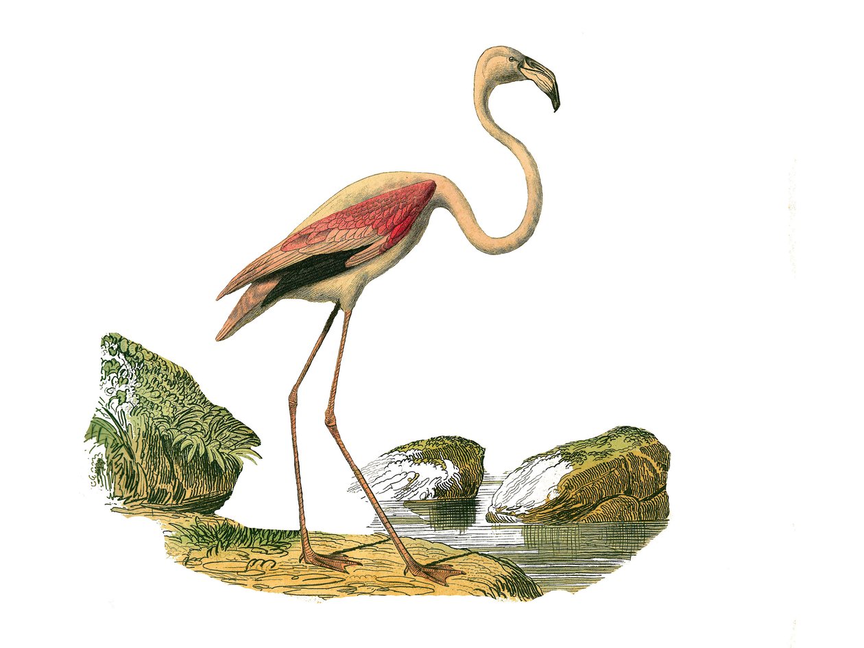 Természettudományi tábla: Állattani tábla, amely a hosszúszárú gázlómadárokat ábrázolja (hosszú és sovány csőrrel): a rózsaszín flamingót. Georges Louis Leclerc természettudós, a „Buffon munkái befejezett munkái”” kilenc madarakkal foglalkozó kötetéből kés alkotó: Edouard Travies