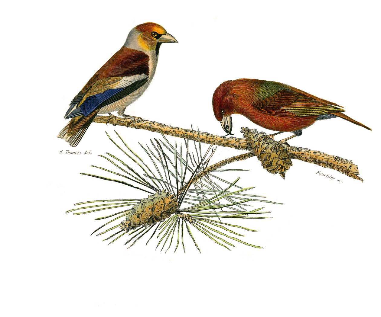 Természettudományi tábla: Állattani tábla, amely a tobozos verébféléket ábrázolja (kúpos csőr). Big bill (Grosbeak) és Cross bill (Crossbill). A Georges Louis Le természettudós által írt „” Buffon művek teljes művei”” kilenc madarakkal foglalkozó kötetéből alkotó: Edouard Travies