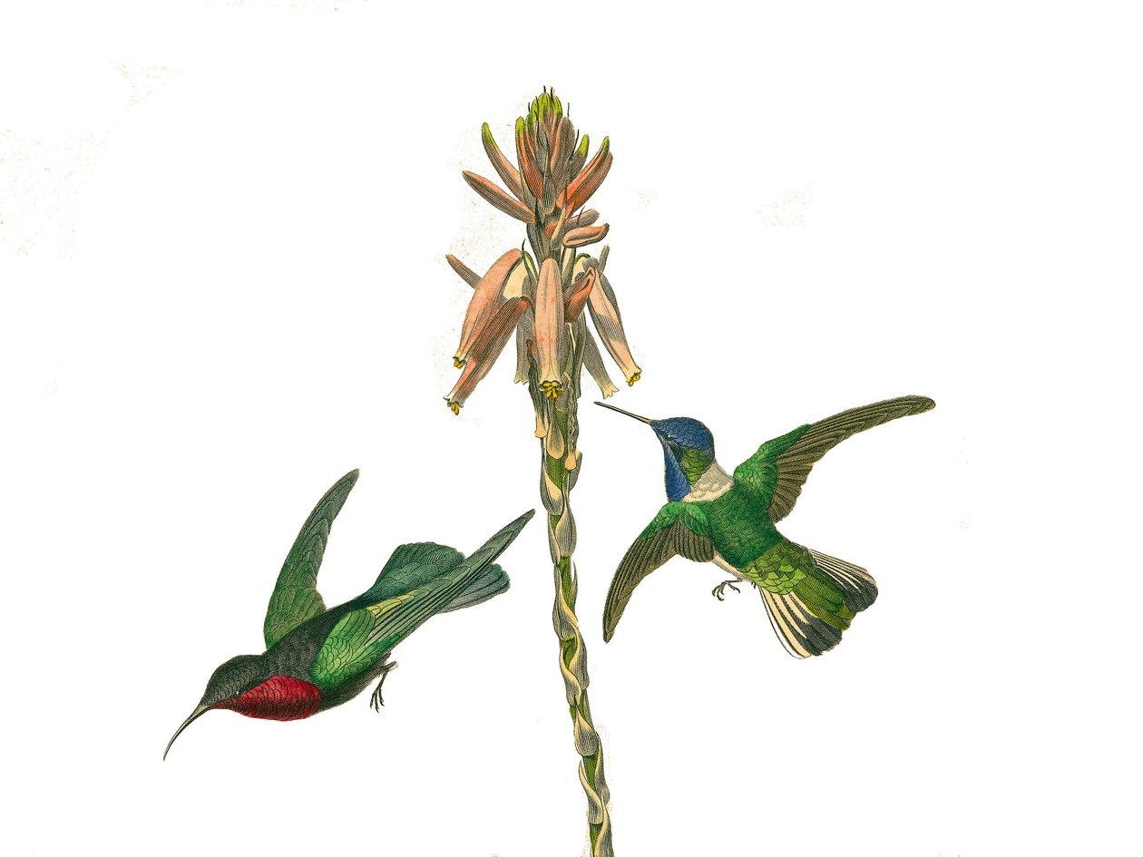 Természettudományi tábla: Állattani tábla, amely a tobozos verébféléket ábrázolja (kúpos csőr). Gránátos kolibri és jakobinus légy madár. A Georges Louis Leclerc természettudós által írt „Buffon munkái teljes”” kilenc madarakkal foglalkozó kötetéből készül alkotó: Edouard Travies