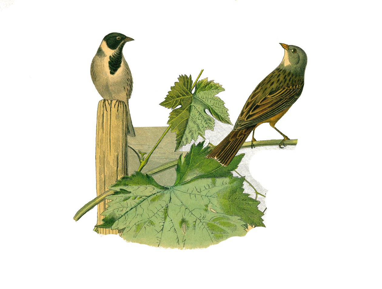 Természettudományi tábla: Állattani tábla, amely a tobozos verébféléket ábrázolja (kúpos csőr). Reed ortolan és ortolan. Georges Louis Leclerc természettudós, Buffon grófja által írt „” Buffon művek teljes munkái”” kilenc madarakkal foglalkozó kötetéből ké alkotó: Edouard Travies