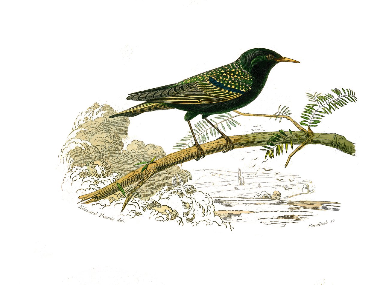 Természettudományi tábla: Gallinákot ábrázoló állattani tábla. A galamb. Georges Louis Leclerc természettudós, Buffon grófja (1707-1788) 1749 és 1785 között írt „” Buffon munkái teljes” című művének kilenc madarakkal foglalkozó kötetéből készült tábla. Ill alkotó: Edouard Travies