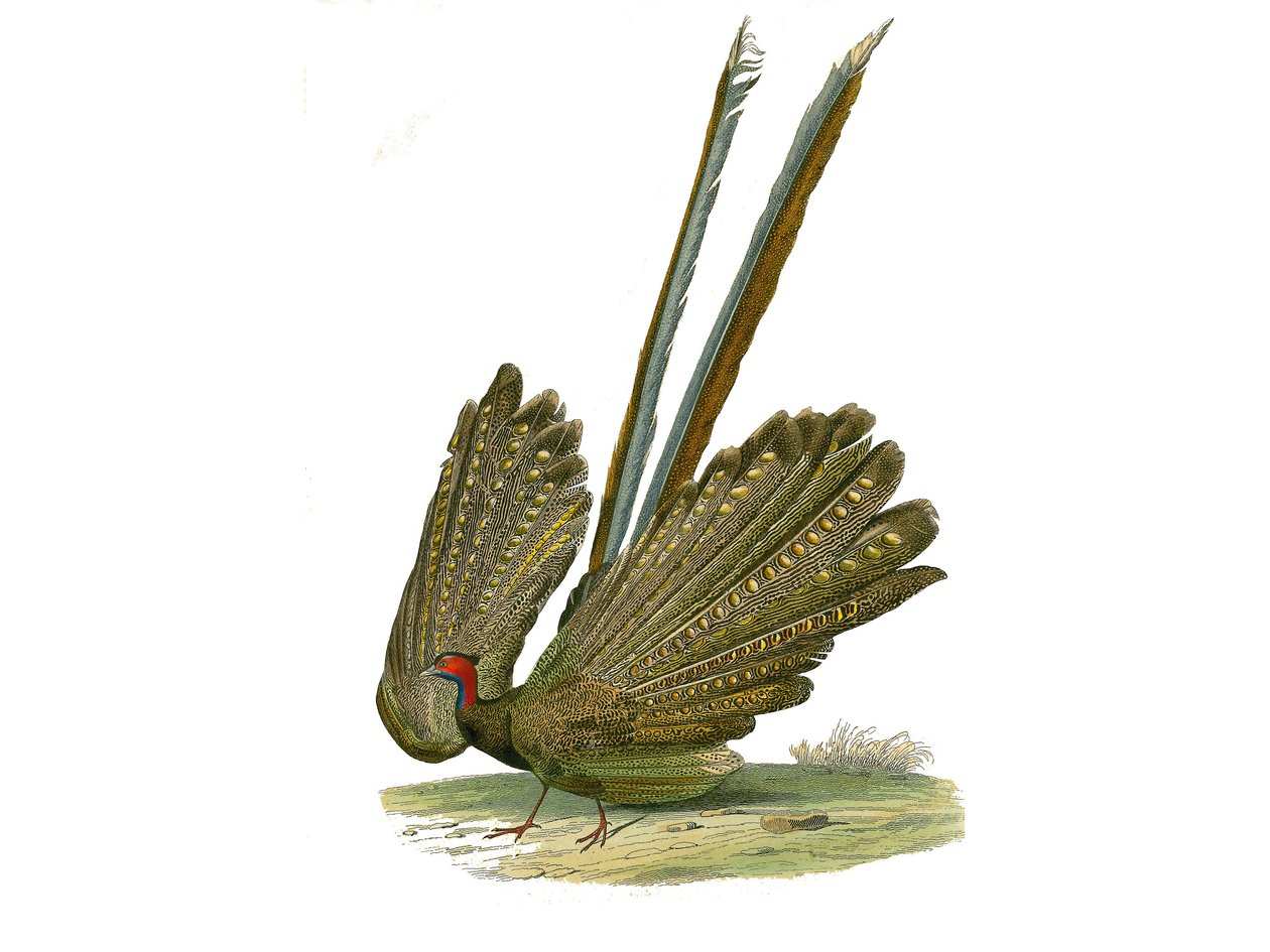 Természettudományi tábla: Állattani tábla a gallinákot ábrázolja: argus. Georges Louis Leclerc természettudós, Buffon grófja (1707-1788) által 1749 és 1785 között írt „” Buffon munkái”” kilenc madarakkal foglalkozó kötetéből készült tábla. Illustratio alkotó: Edouard Travies