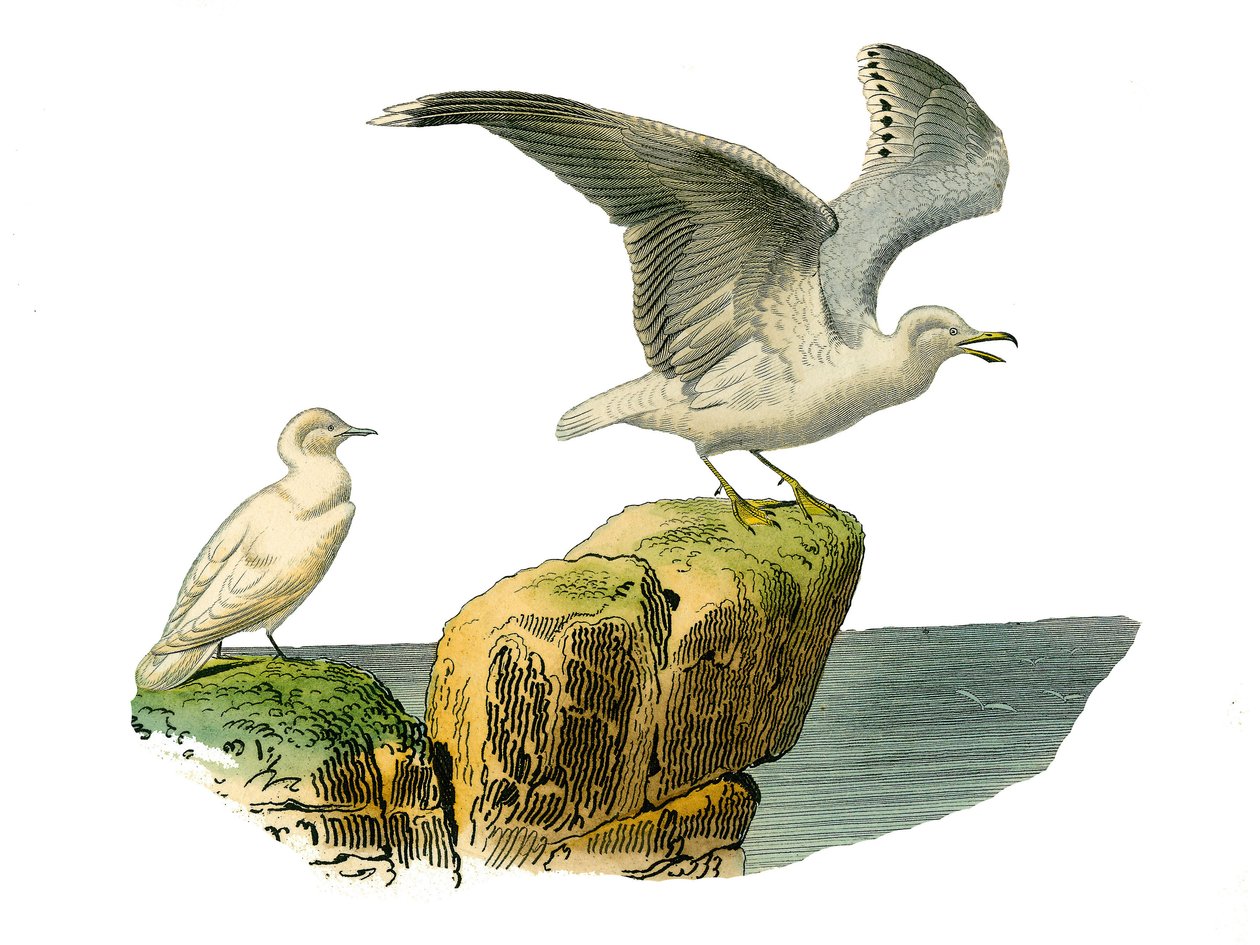 Természettudományi tábla: Állattani tábla, amely a totipalmákat ábrázolja (víz alatti horgászat). A fehér sirály és a goeland szőrzete szürke. Georges Louis Leclerc természettudós által írt „” Buffon munkái teljes”” kilenc madarakkal foglalkozó kötetéből k alkotó: Edouard Travies