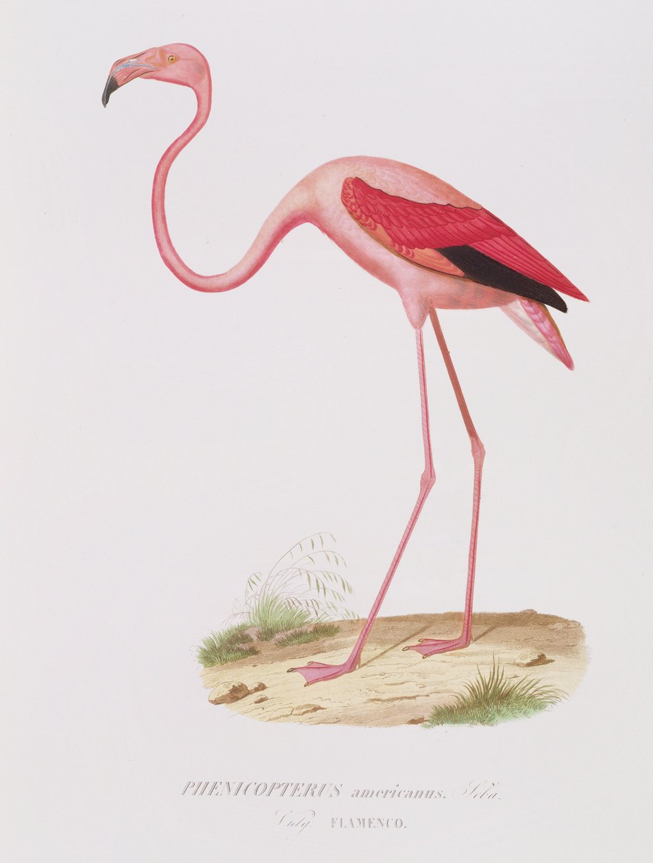 Phenicopterus americanus (Flamenco) (sic) vésette Fournier, pub. írta Bougeard alkotó: Edouard Travies