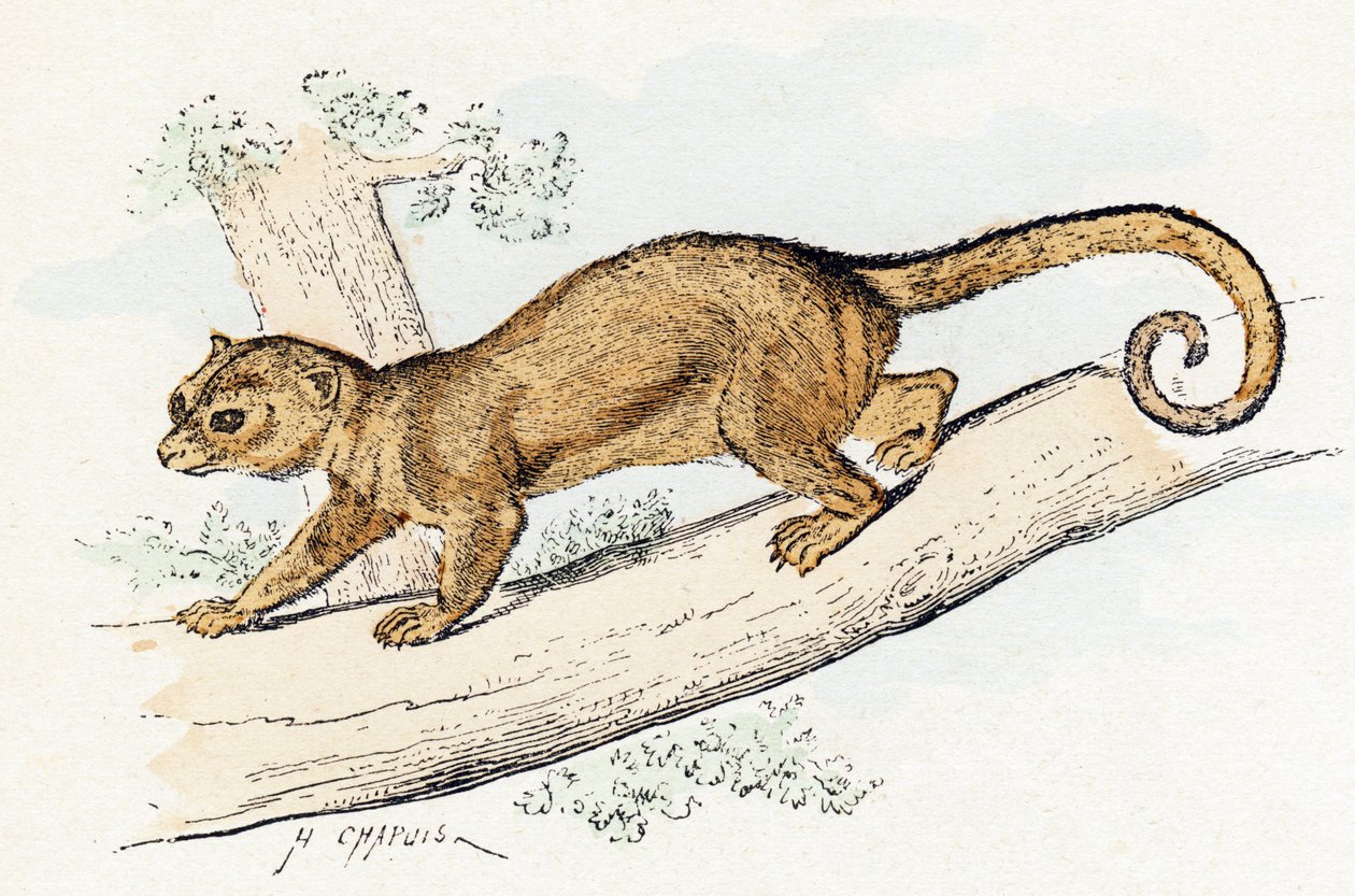 Quincajou (vagy Rozsomák vagy Kinkajou) (potos) - "Az ábécé állatokat ábrázol" 19. század (metszet) alkotó: Edouard Travies