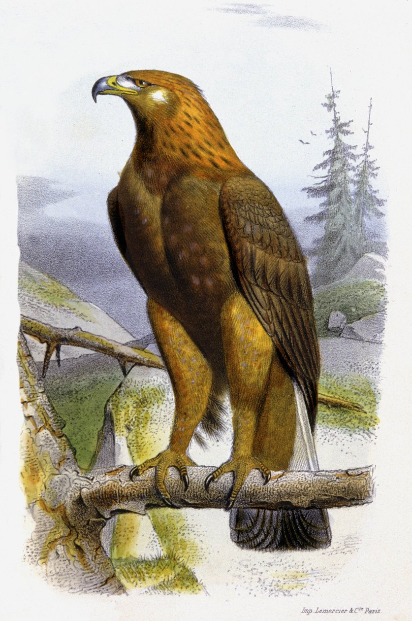 Az aranysas, 1850 körül (litográfia) alkotó: Edouard Travies