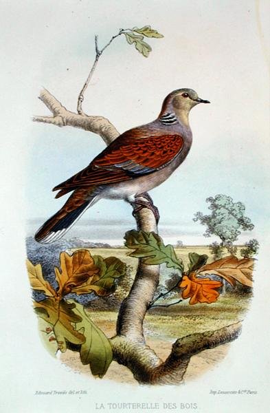 Turtle Dove (színes litó) alkotó: Edouard Travies