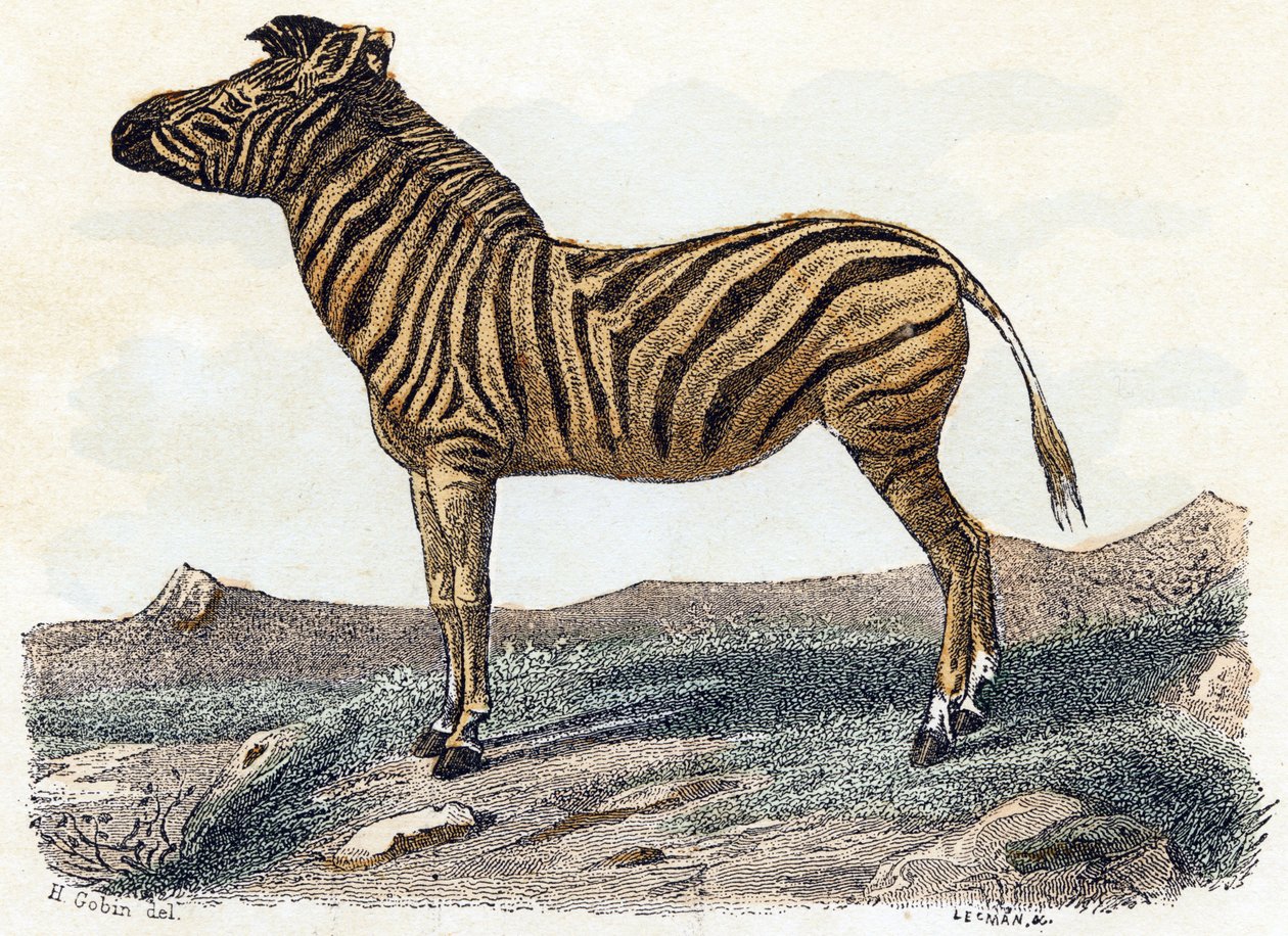 Zebra – „Az ábécé állatokat ábrázol” 19. század (metszet) alkotó: Edouard Travies