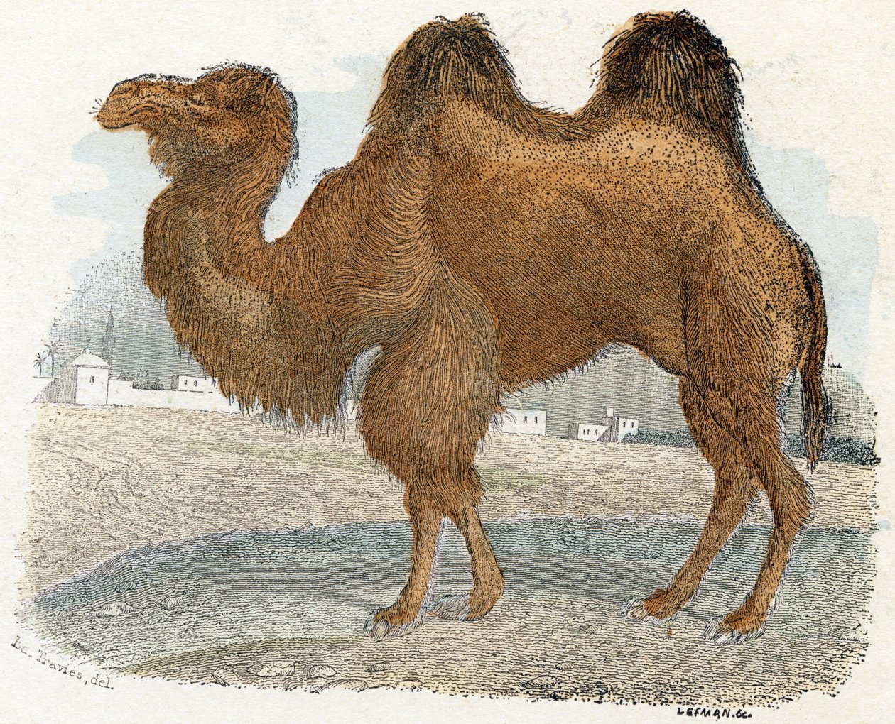 az "Animals Illustrated Alphabet"-ből alkotó: Edouard Travies
