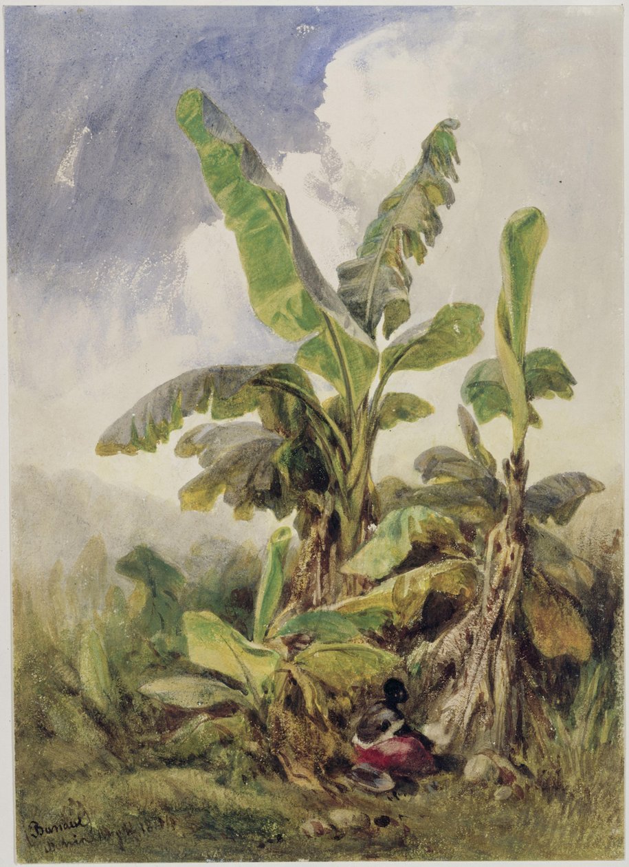 Banánliget. Penha alkotó: Eduard Hildebrandt
