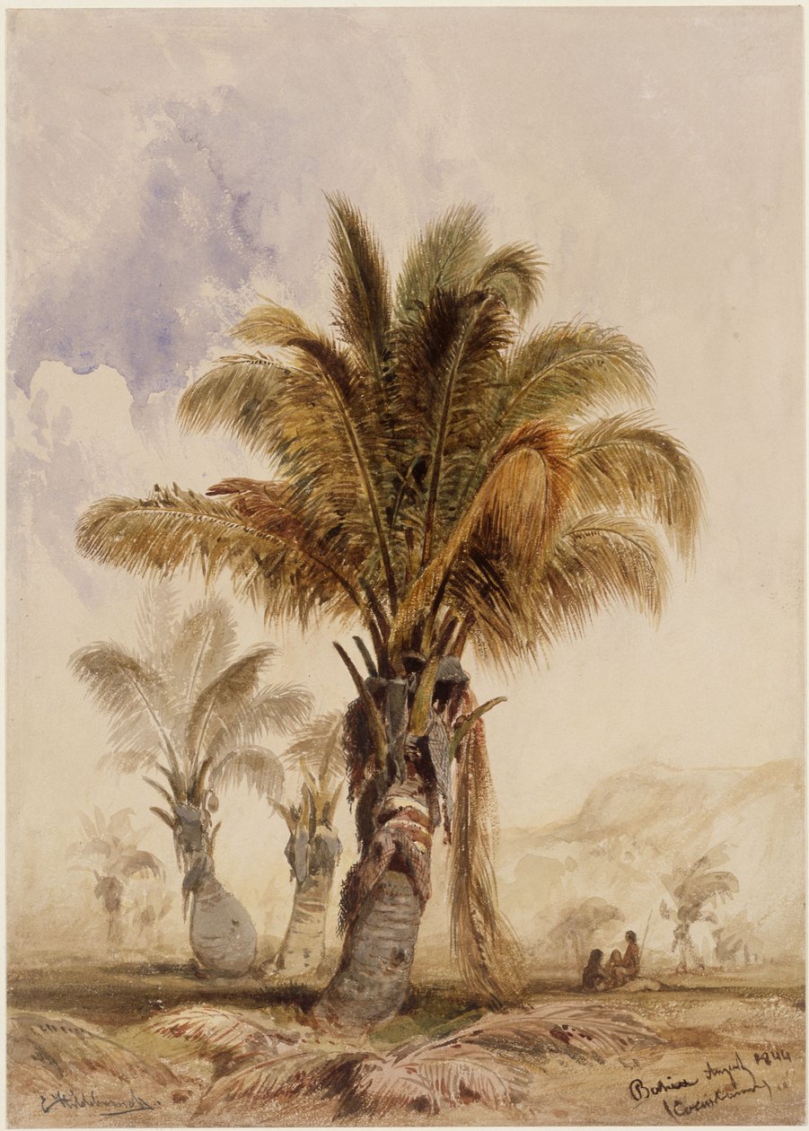 Kókuszpálmák Bahiában alkotó: Eduard Hildebrandt