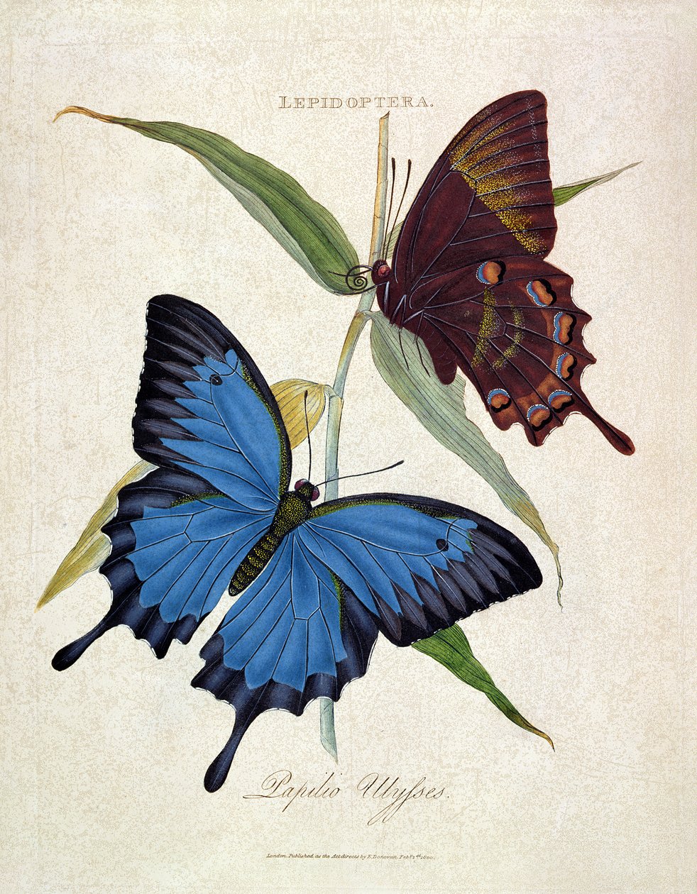 Pillangó: Papilio Ulysses, kocsma. a művésztől, 1800 alkotó: Edward Donovan