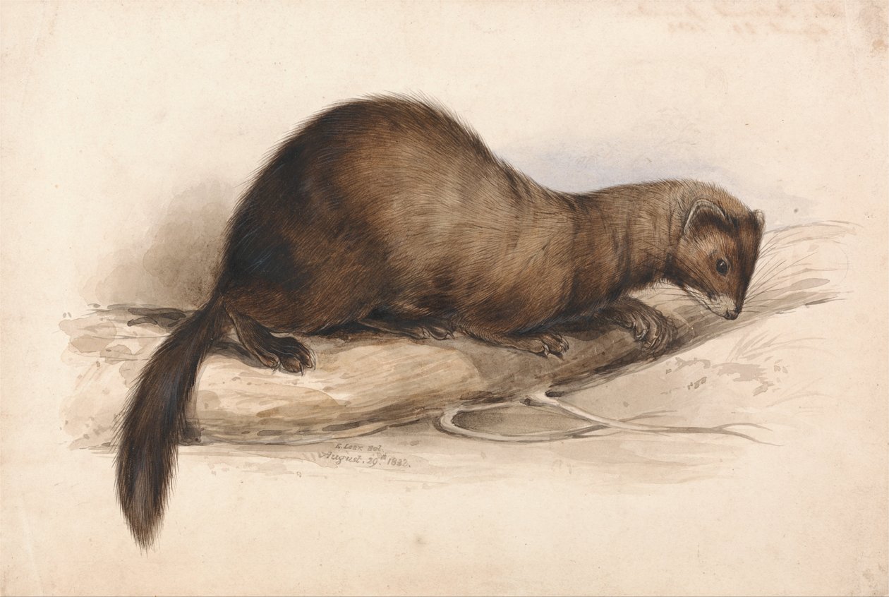 Egy menyét alkotó: Edward Lear