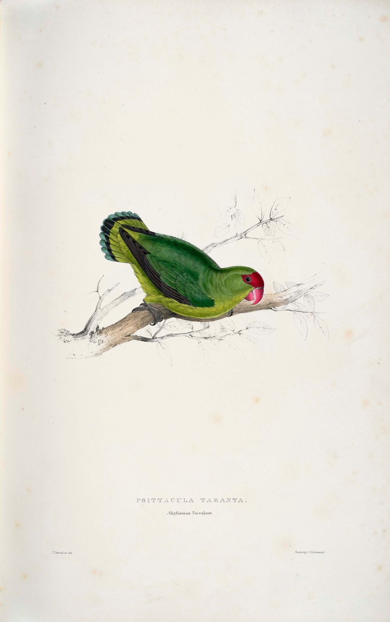 Agapornis taranta alkotó: Edward Lear