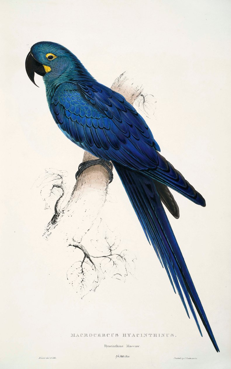 Anodorhynchus leari alkotó: Edward Lear