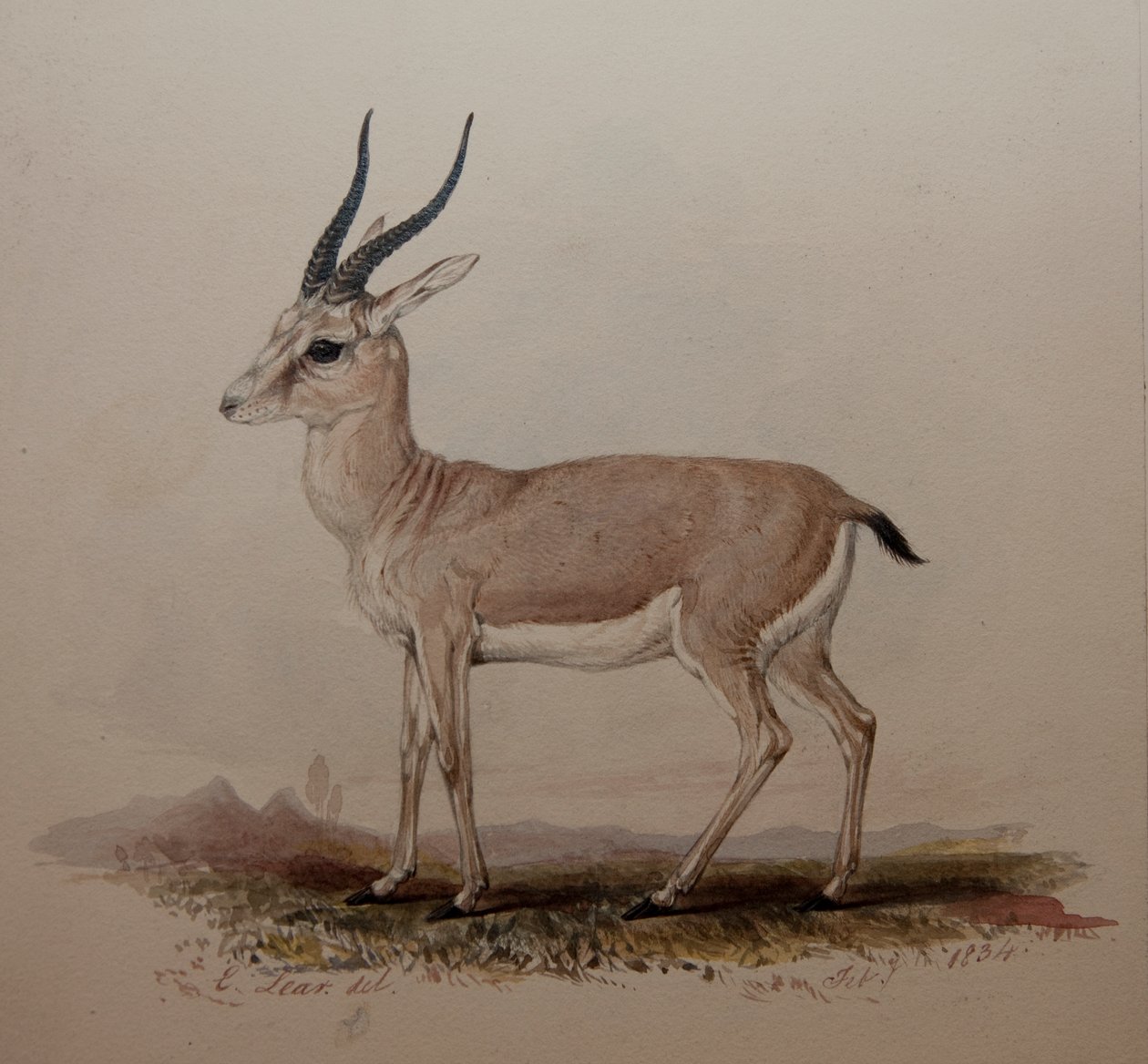 Antilop, 1834 alkotó: Edward Lear
