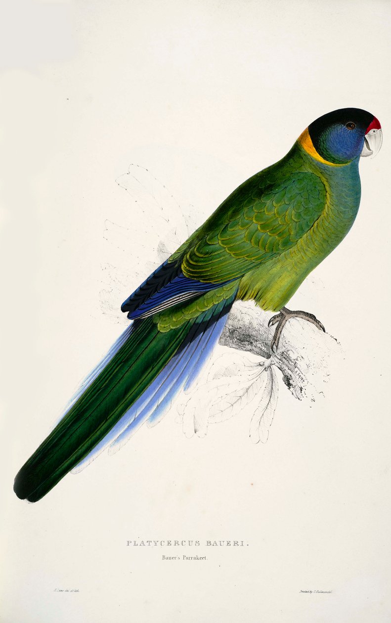 Barnardius zonarius alkotó: Edward Lear