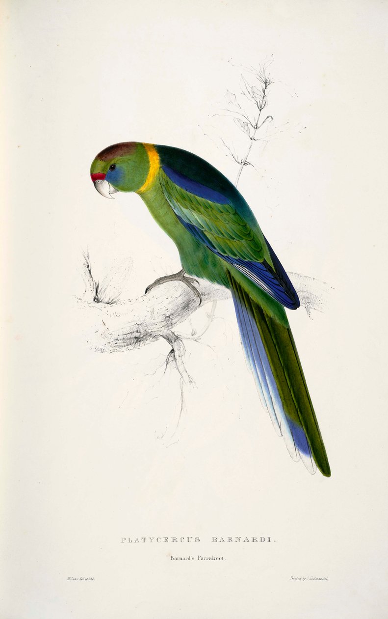 Barnardius zonarius alkotó: Edward Lear