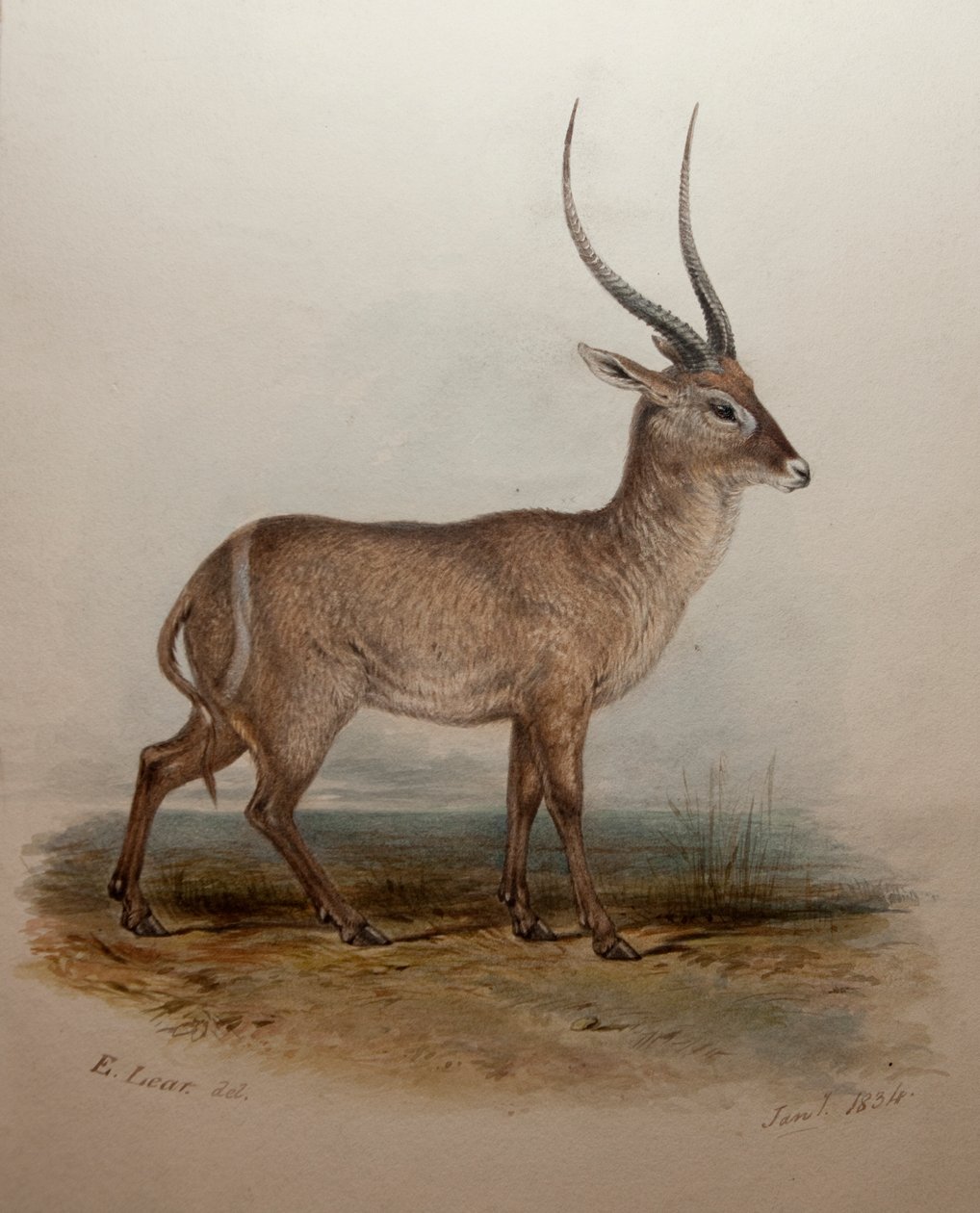Bohor Reedbuck, 1834 alkotó: Edward Lear