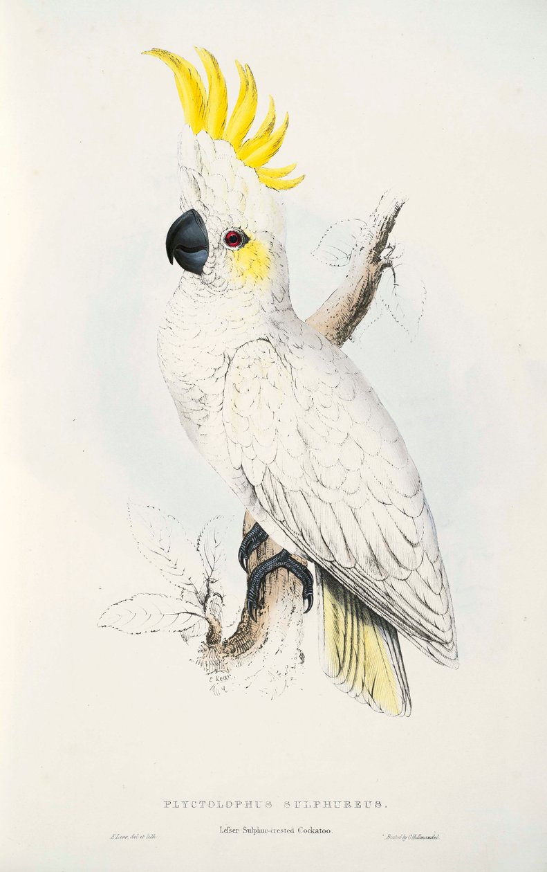 Cacatua sulphurea alkotó: Edward Lear
