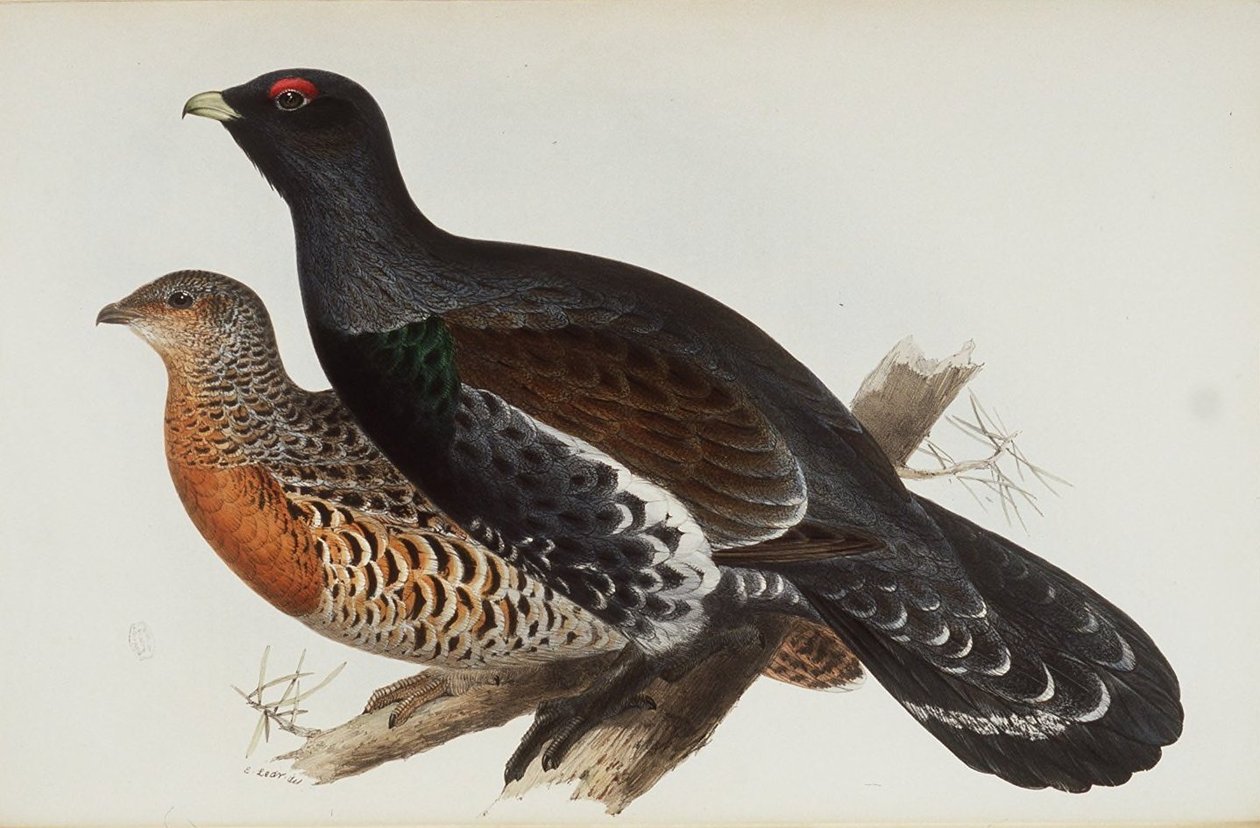 Fakakas alkotó: Edward Lear