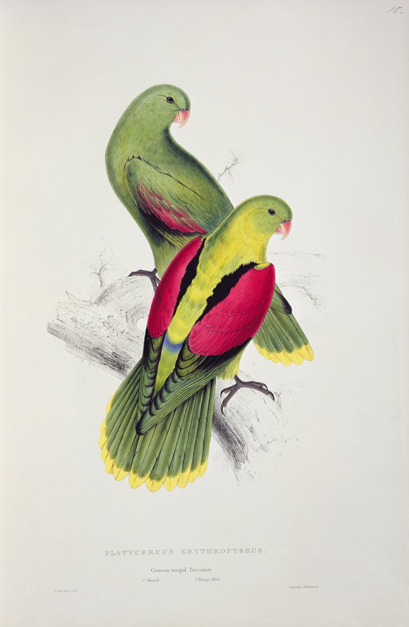 Bíborszárnyú papagáj alkotó: Edward Lear