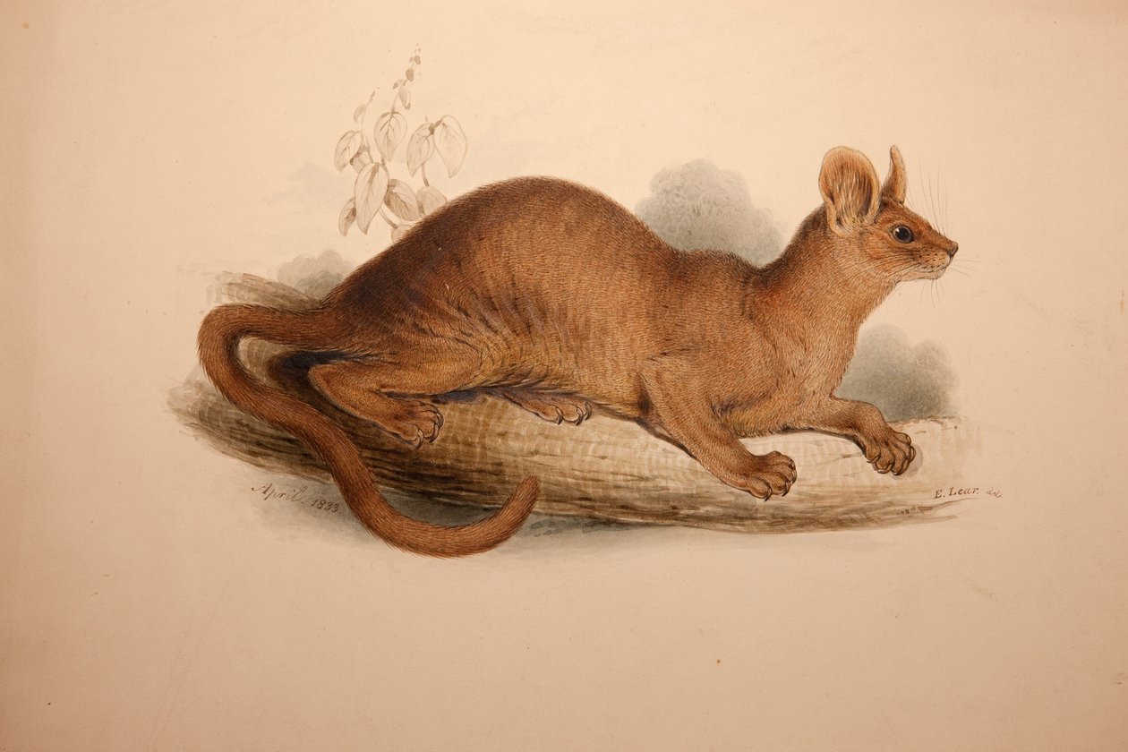 Cryptoprocta ferox, 1833 alkotó: Edward Lear