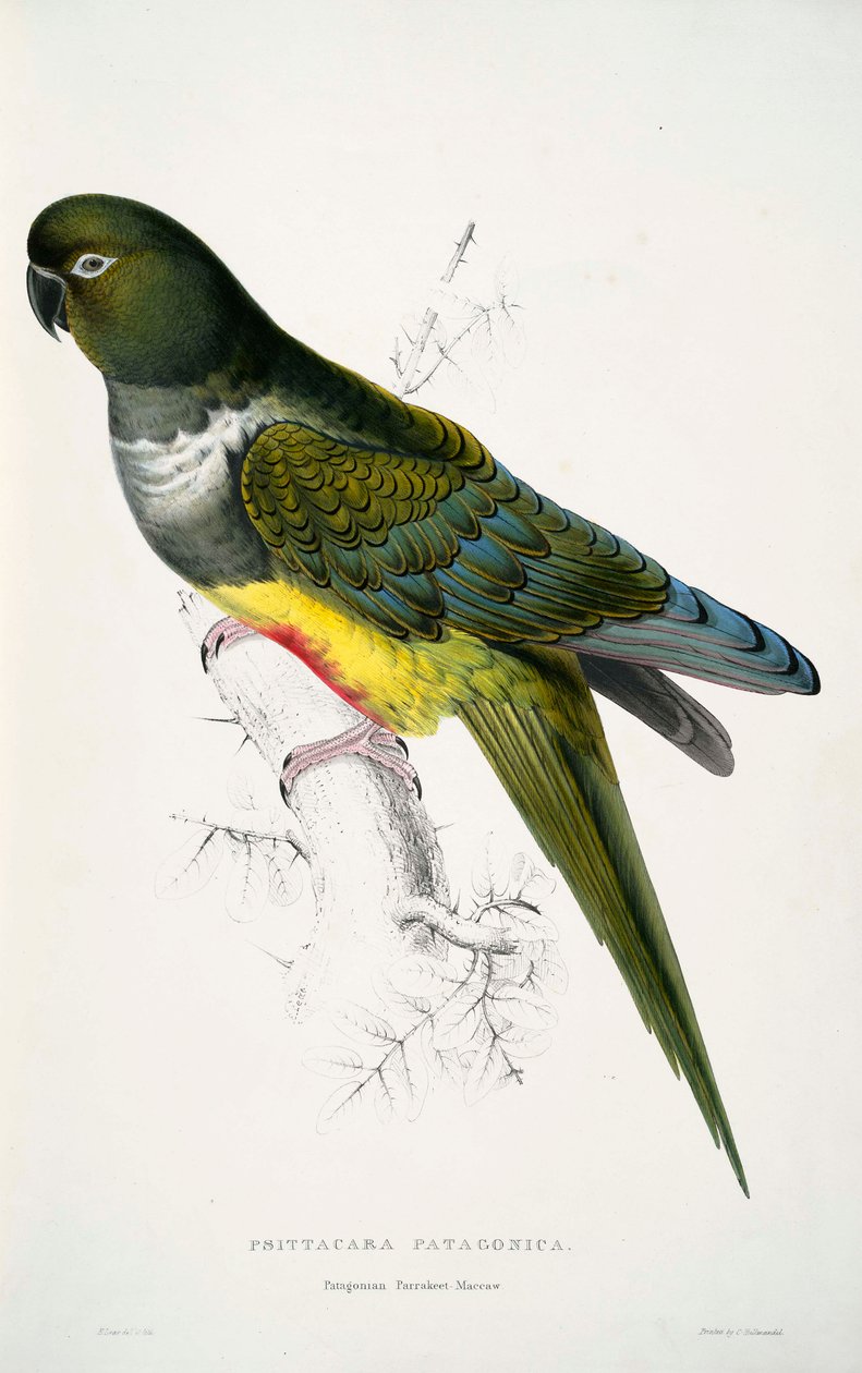 Cyanoliseus patagonus alkotó: Edward Lear