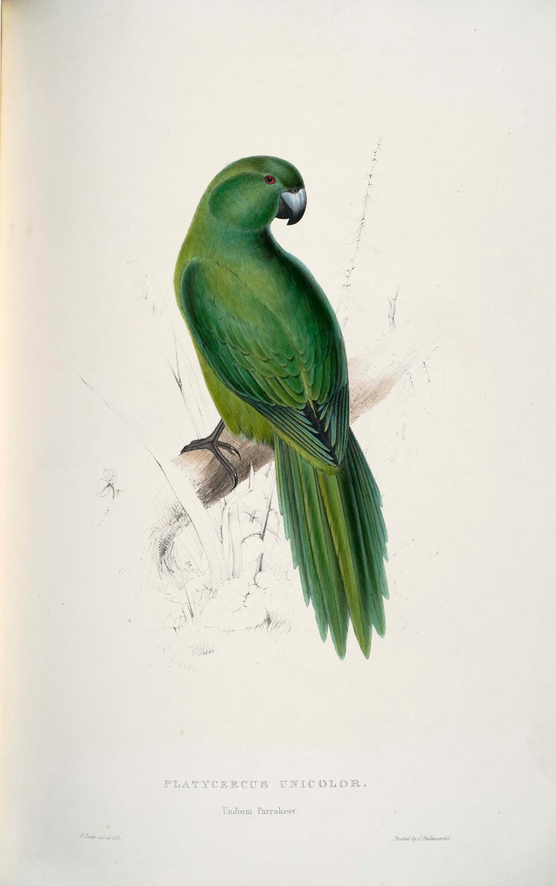 Cyanoramphus egyszínű alkotó: Edward Lear
