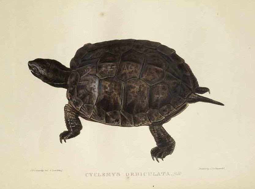 Cyclemys orbiculata alkotó: Edward Lear