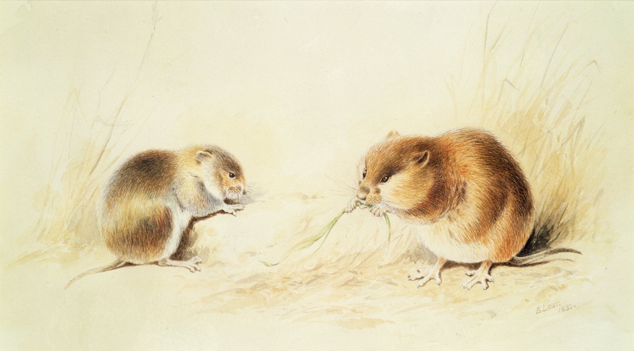 Dormice, 19. század alkotó: Edward Lear
