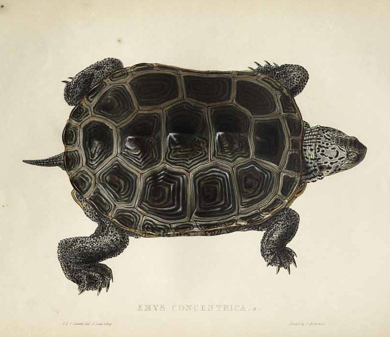 Emys koncentrikus alkotó: Edward Lear