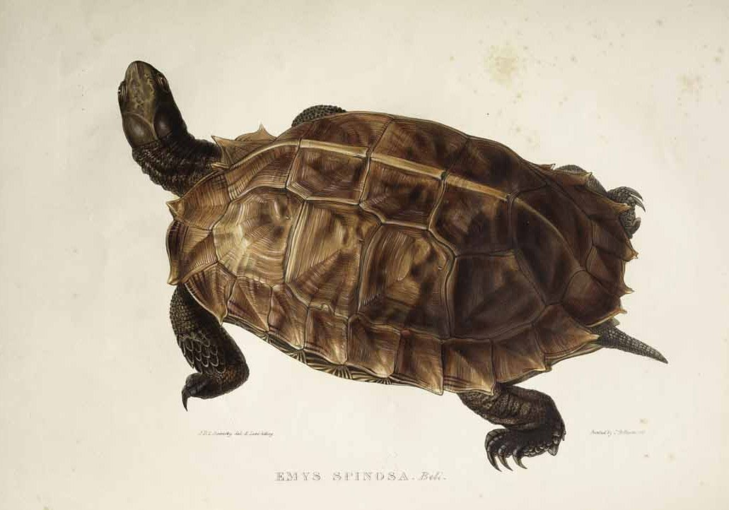 Emys spinosa alkotó: Edward Lear