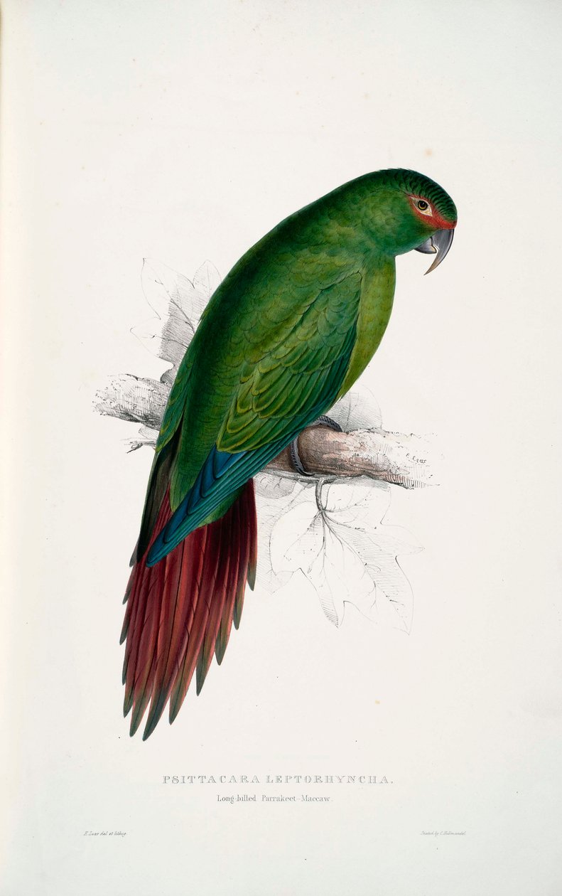 Enicognathus leptorhynchus alkotó: Edward Lear