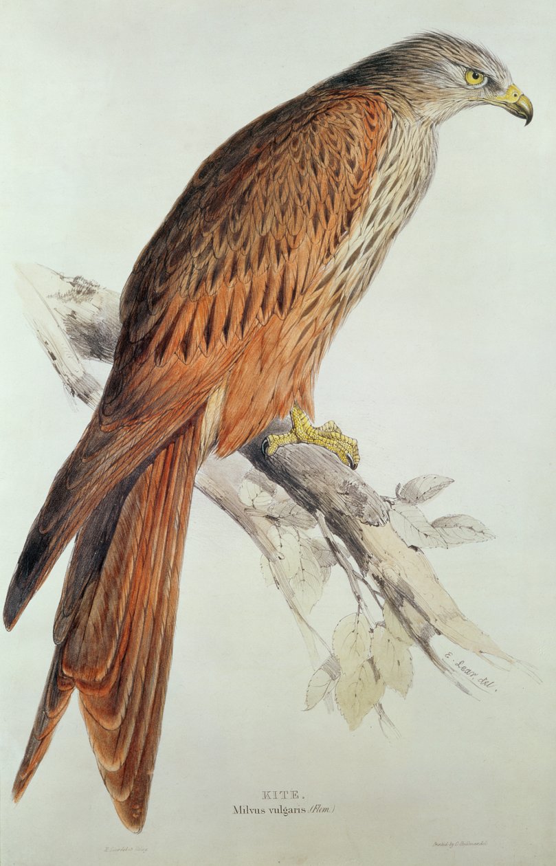 Sárkány alkotó: Edward Lear