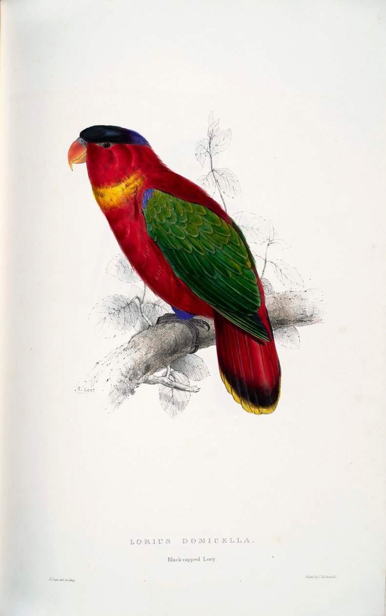 Lorius domicella alkotó: Edward Lear